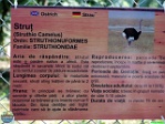 Cosmin Cornea, 03.06. 2006