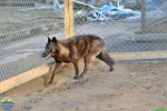 Alex Kantorovich, 11.04. 2016
