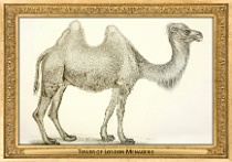 menagerie_0133_(003-08)