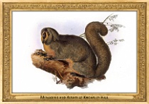 menagerie_0140_(029-08)