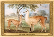 0099-006-03 Menagerie at Barrackpore Barrackpore (IN) neznámý autor • unknown author, 1815 - 1820
