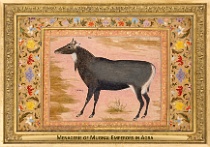 menagerie_0110_(014-03)