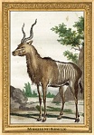 0024-015-03 Menagerie Het Kleine Loo Voorburg (now in Haag) (NL) Simon Fokke, Aert Schouman, Arnout Vosmaer, 1766 - 1805