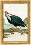 0050-015-07 Menagerie Het Kleine Loo Voorburg (now in Haag) (NL) Simon Fokke, Aert Schouman, Arnout Vosmaer, 1766 - 1805