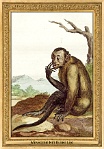 0084-015-10 Menagerie Het Kleine Loo Voorburg (now in Haag) (NL) Simon Fokke, Aert Schouman, Arnout Vosmaer, 1766 - 1805