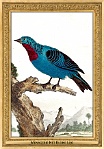 menagerie_0102_(015-14)