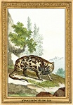 menagerie_0131_(015-17)