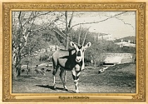0073-027-01 Kuşluk-ı Hümâyûn Constantinople (now Istanbul) (TR) neznámý autor • unknown author, ~1905