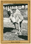 menagerie_0119_(027-05)