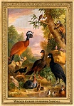 0052-019-02 Windsor Aviaries of admiral Churchill Windsor (UK) Jakob Bogdány , 1708 - 1710