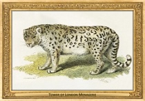 0053-003-03 Tower of London Menagerie London (UK) Edward Griffith, 1824
