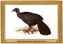 0078-029-01 Menagerie and Aviary at Knowsley Hall Knowsley (UK) Edward Lear, 1846