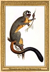 0079-029-02 Menagerie and Aviary at Knowsley Hall Knowsley (UK) Edward Lear, 1846
