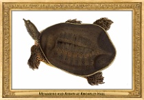 menagerie_0112_(029-05)
