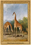 menagerie_0129_(004-04)