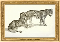 menagerie_0132_(003-07)