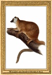 menagerie_0151_(029-09)
