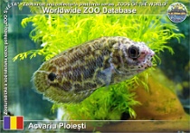 wzd_01490