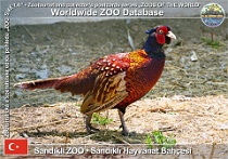 wzd_01538