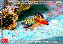 wzd_01554