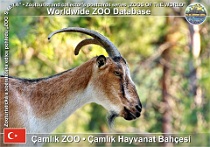 wzd_01585