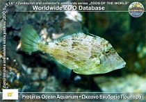 wzd_01606
