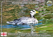 wzd_01617