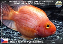 wzd_01667