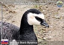 wzd_01677