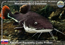 wzd_01678