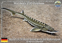 wzd_01718