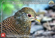 wzd_01814
